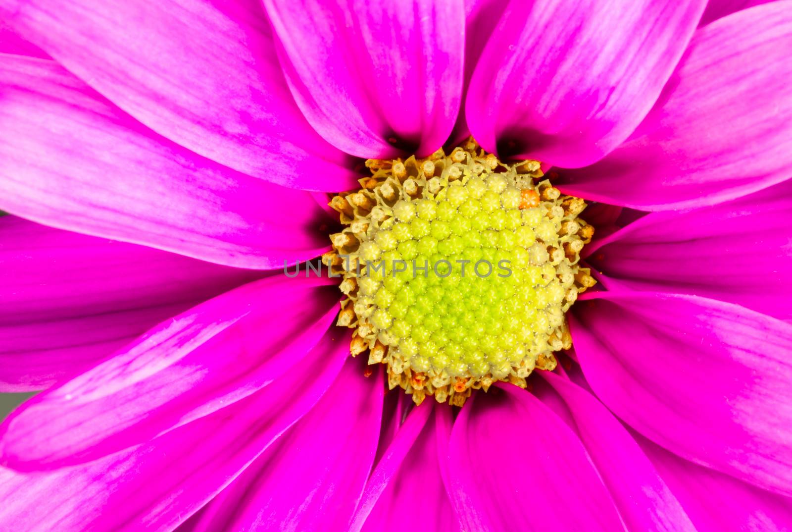 Dyed Daisy Flower White Orange Petals Green Carpels Close up by ChrisBoswell