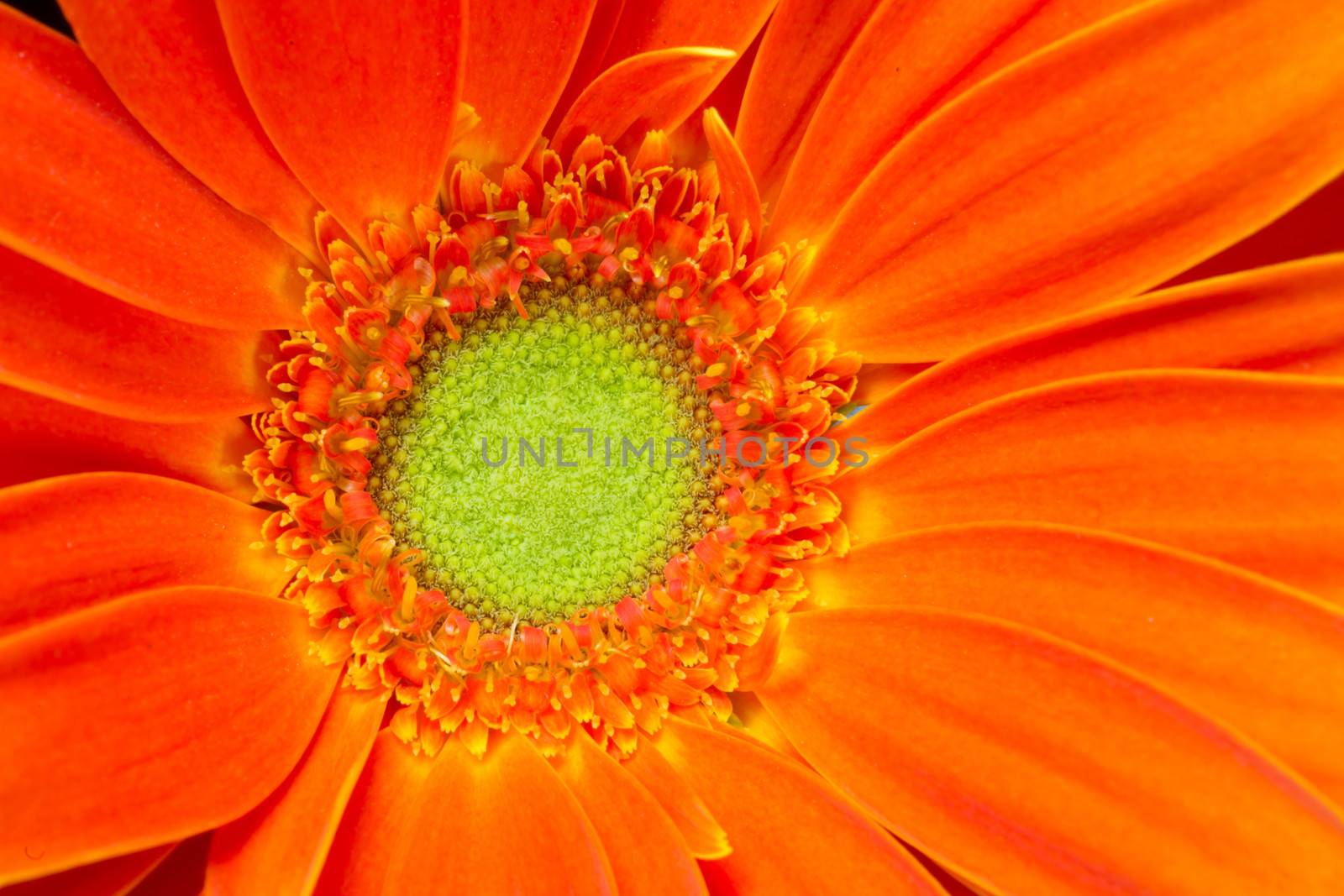 Gerbera Flower Orange Yellow Petals Green Carpels Close up by ChrisBoswell