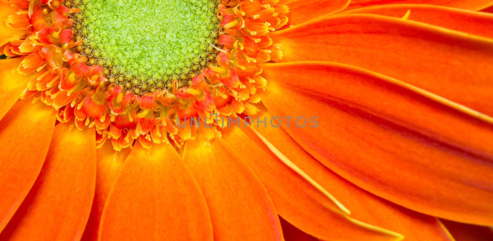 Gerbera Flower Orange Yellow Petals Green Carpels Close up by ChrisBoswell