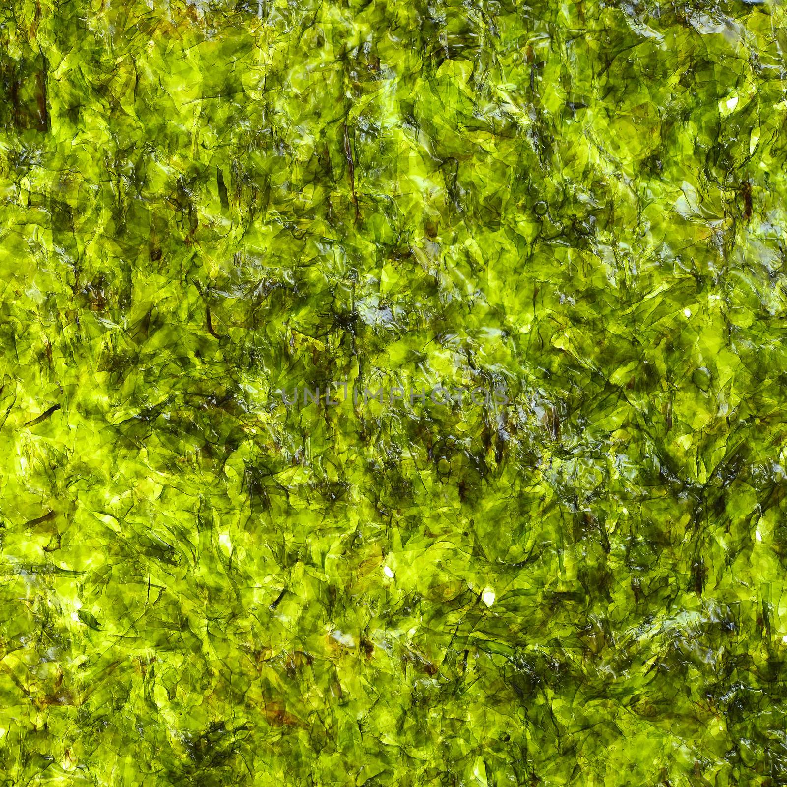 seaweed background