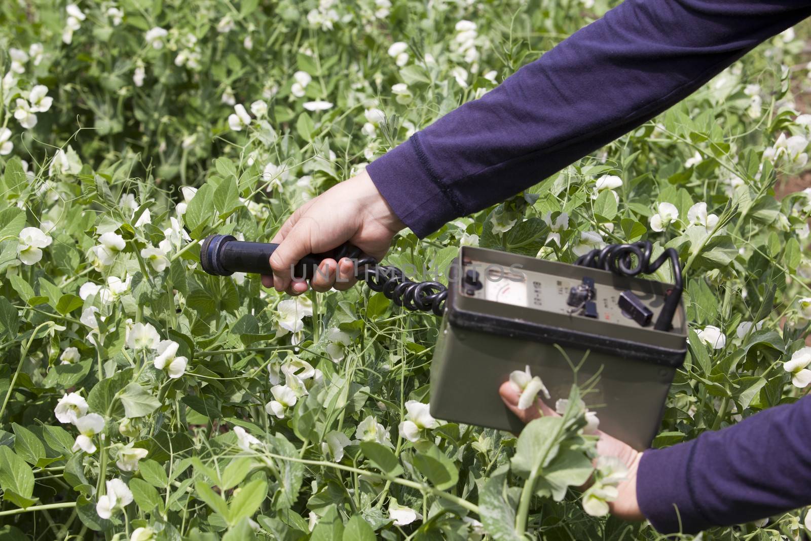 Measuring radiation levels of vegetables