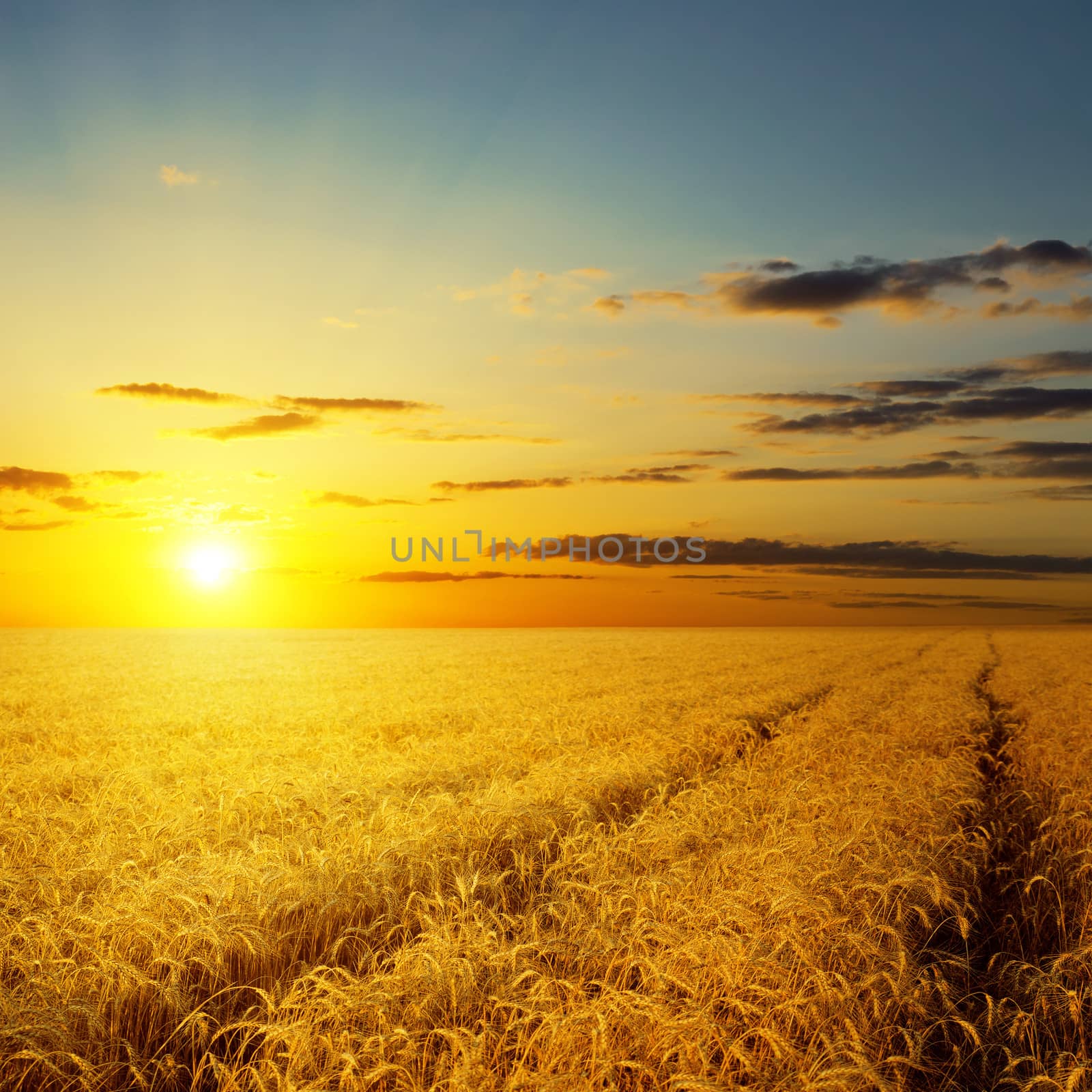 sunset over agricultural field