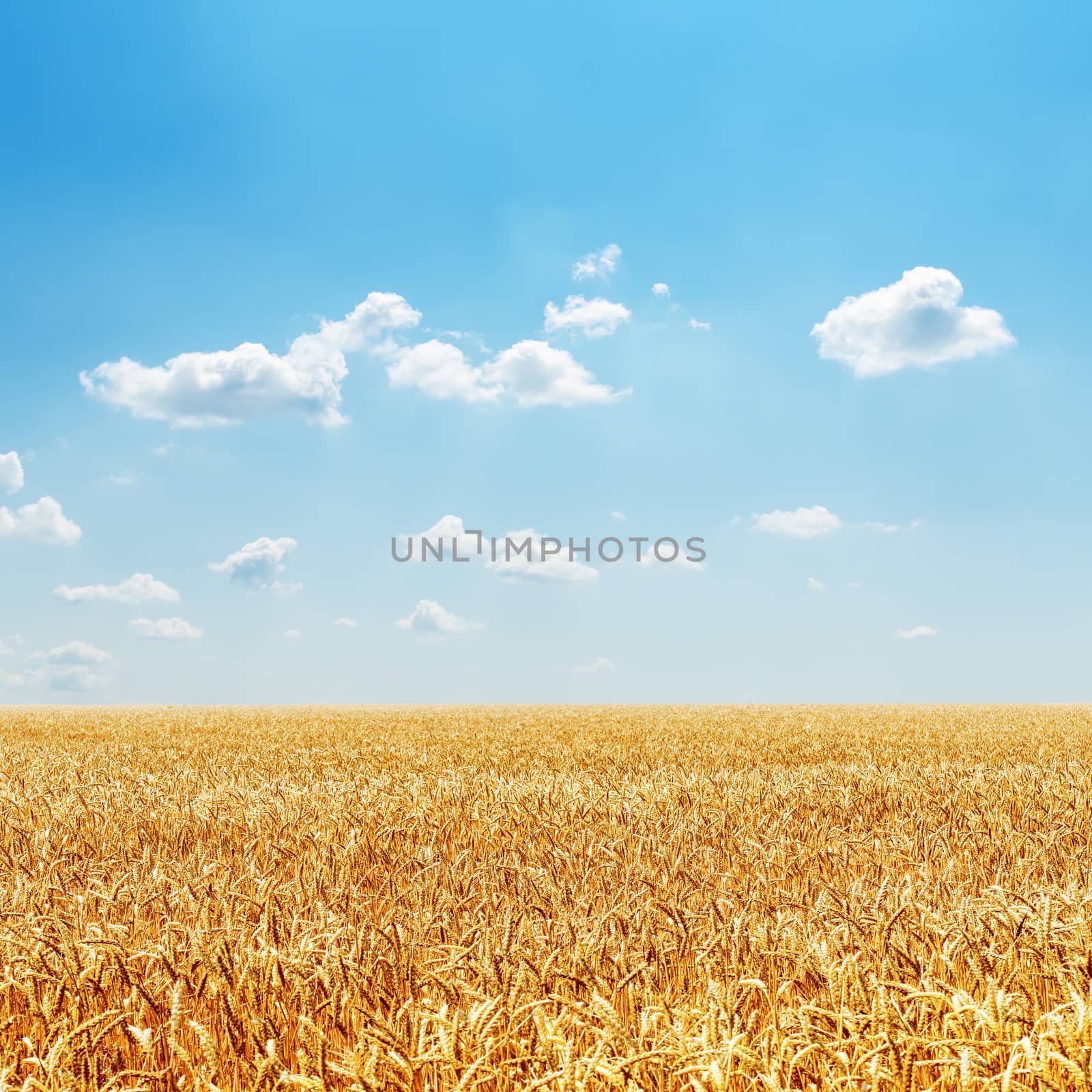 field with golden harvest and cloudy sky