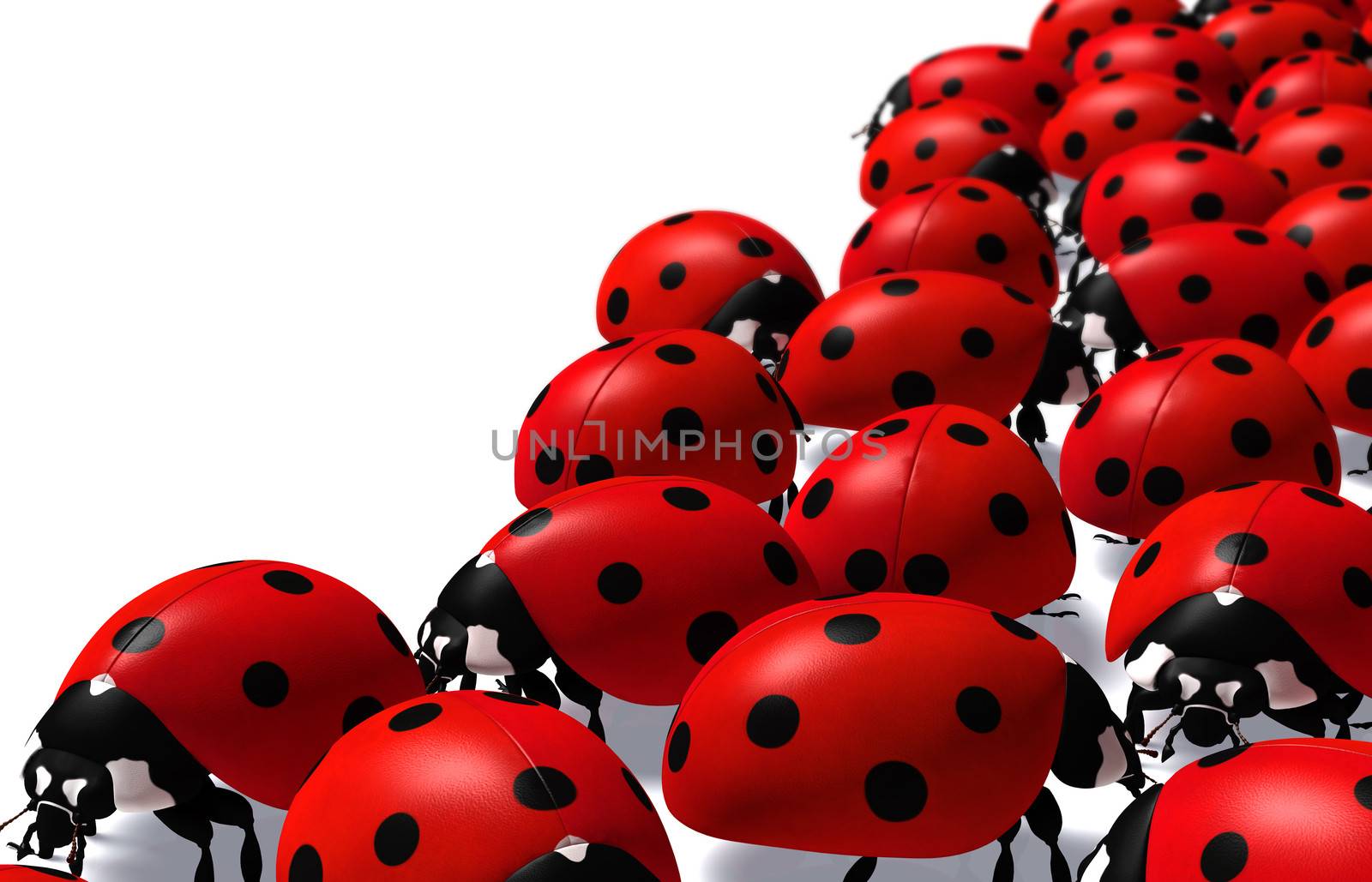 closeup of a portion of a group of red ladybugs on a white background