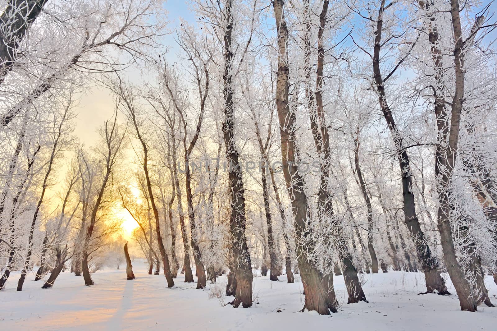 rising sun in winter forest