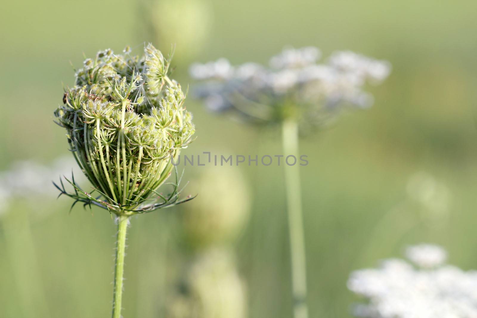 wild flowers close up spring season