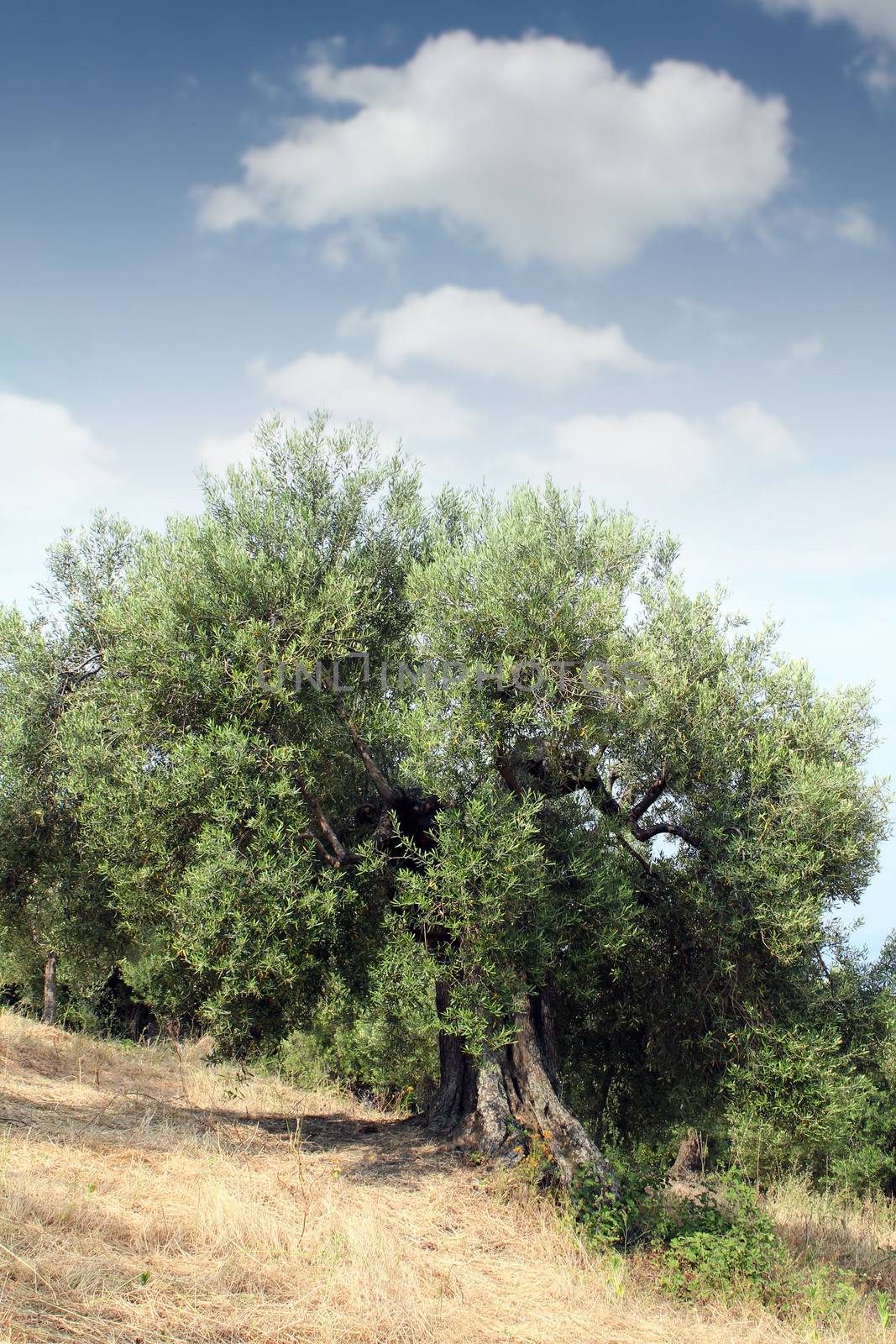 old olive tree Sithonia Greece by goce