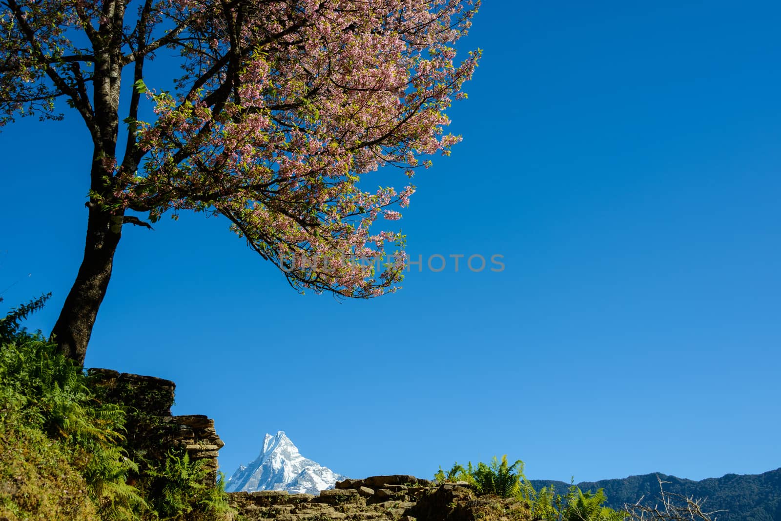 Pink blossoming tree and the Machapuchre, Nepal