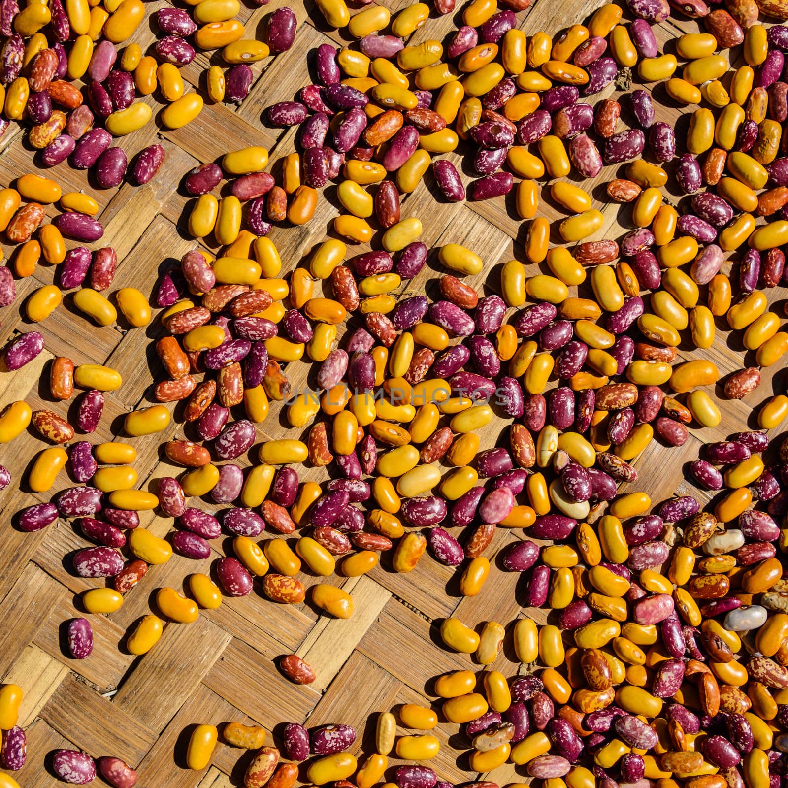 Colorful beans drying in the sun