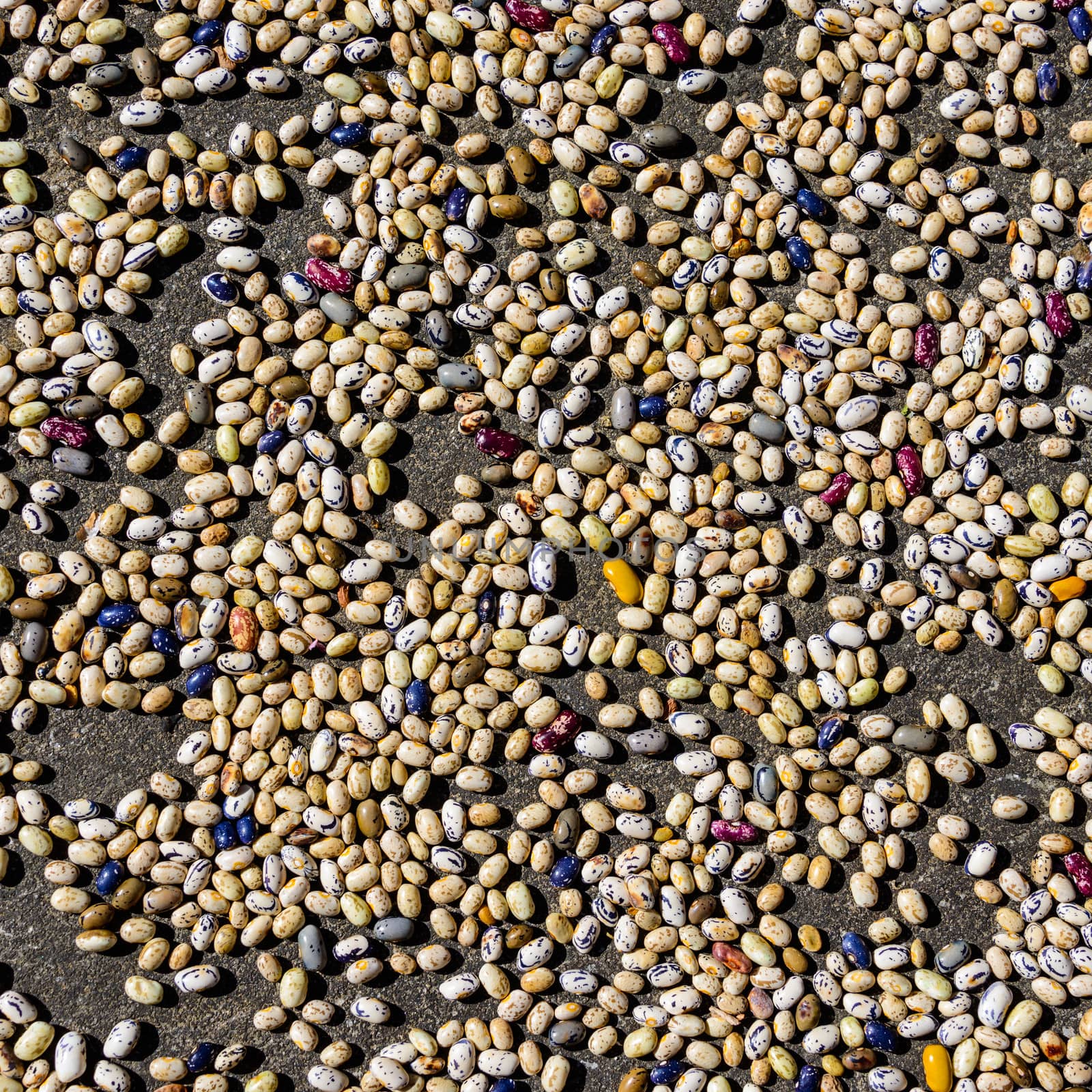 Colorful beans drying in the sun