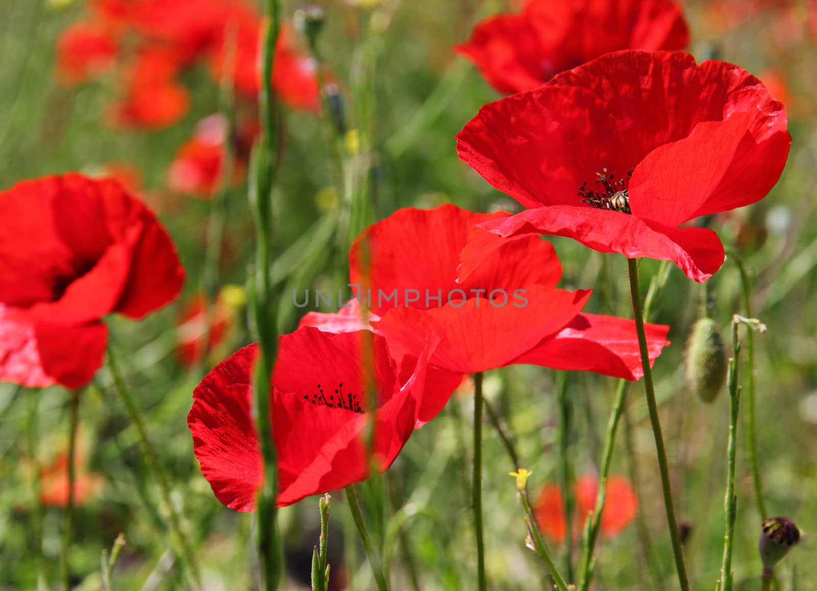 Poppies on a green field in spring. Turkey.Side 