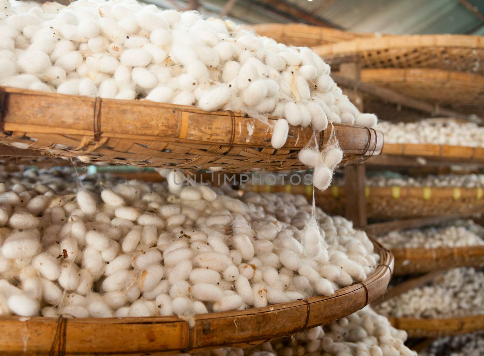 Baskets with silkworm cocoons at a silk factory