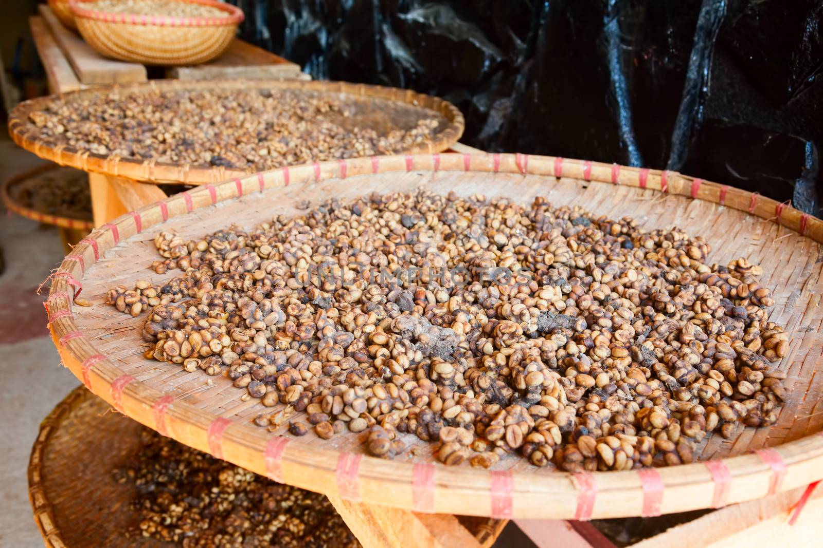 Civet feces with embedded coffee beans - Weasel coffee (Kopi Luwak or Civet coffee)