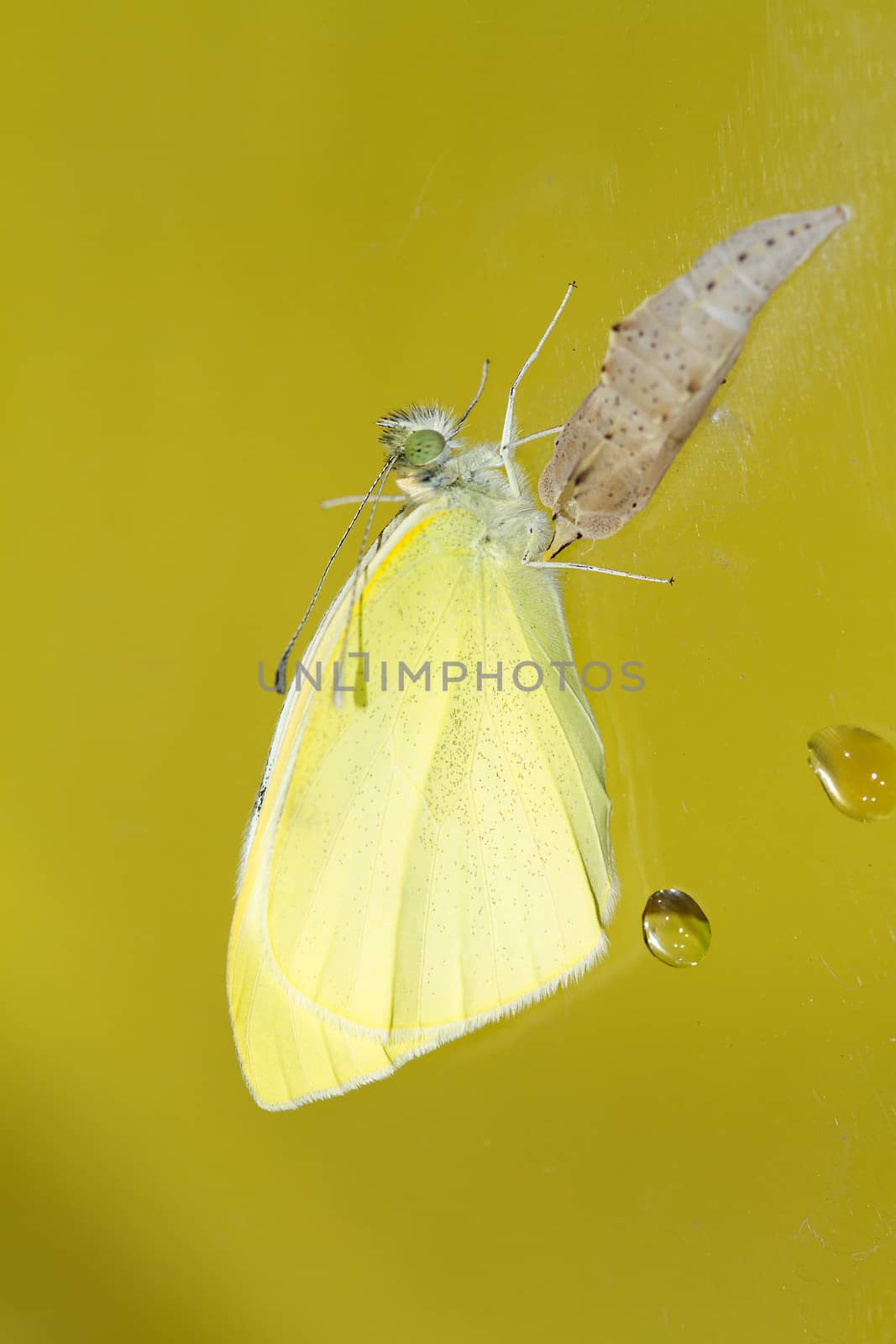 Cabbage butterfly ( Pieris brassicae) came out of cocoon over yellow background