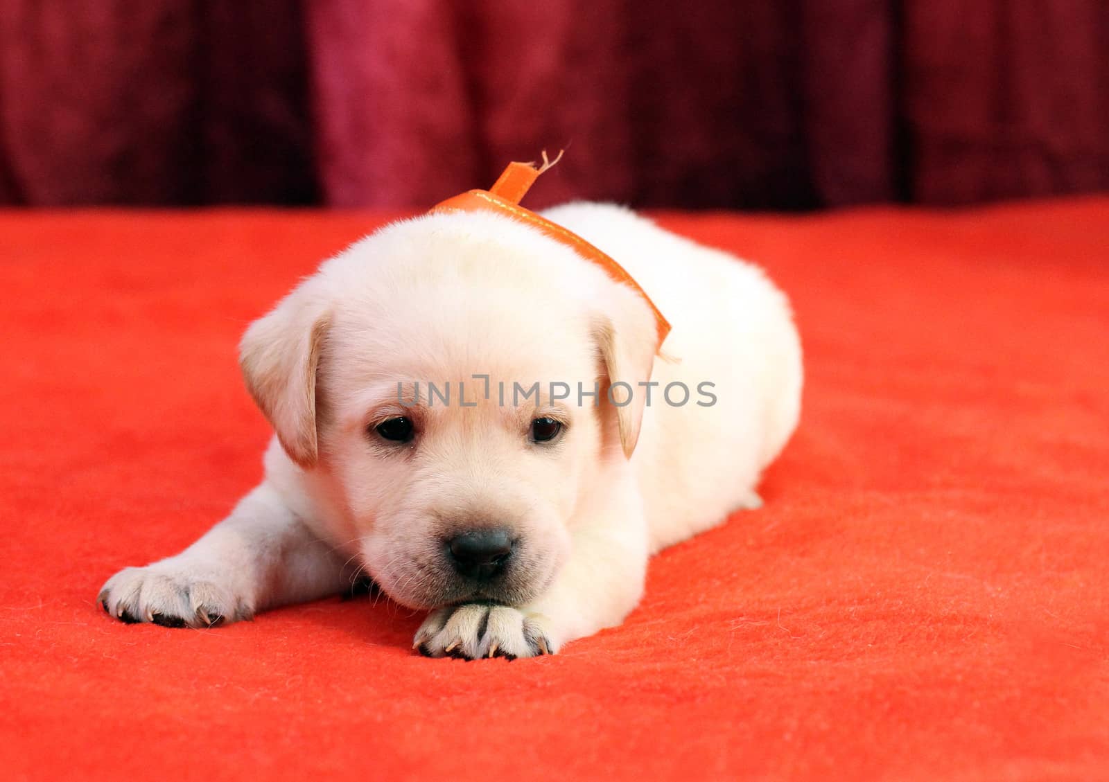 happy yellow labrador puppy laying on red background