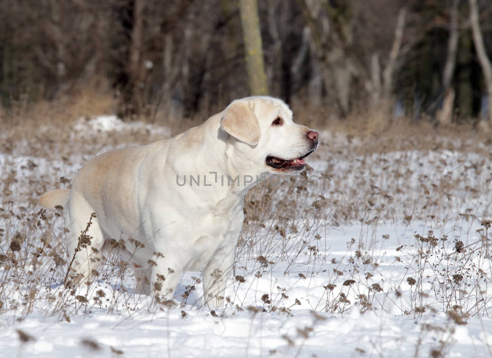 yellow labrador in the snow in winter
