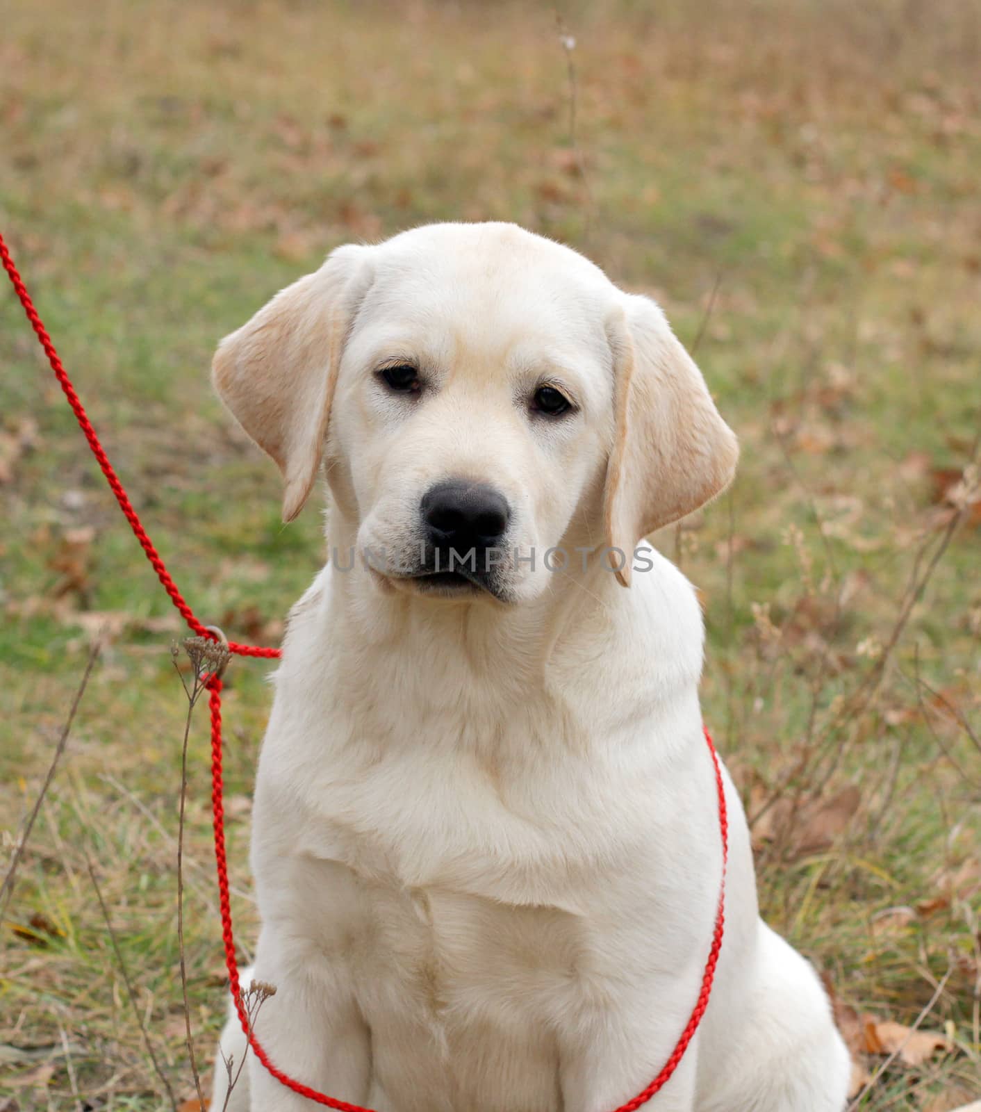 happy yellow labrador puppy portrait