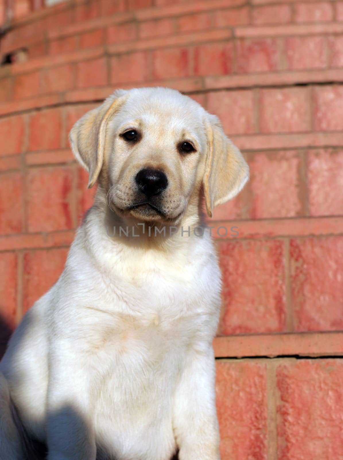 happy yellow labrador puppy portrait close up