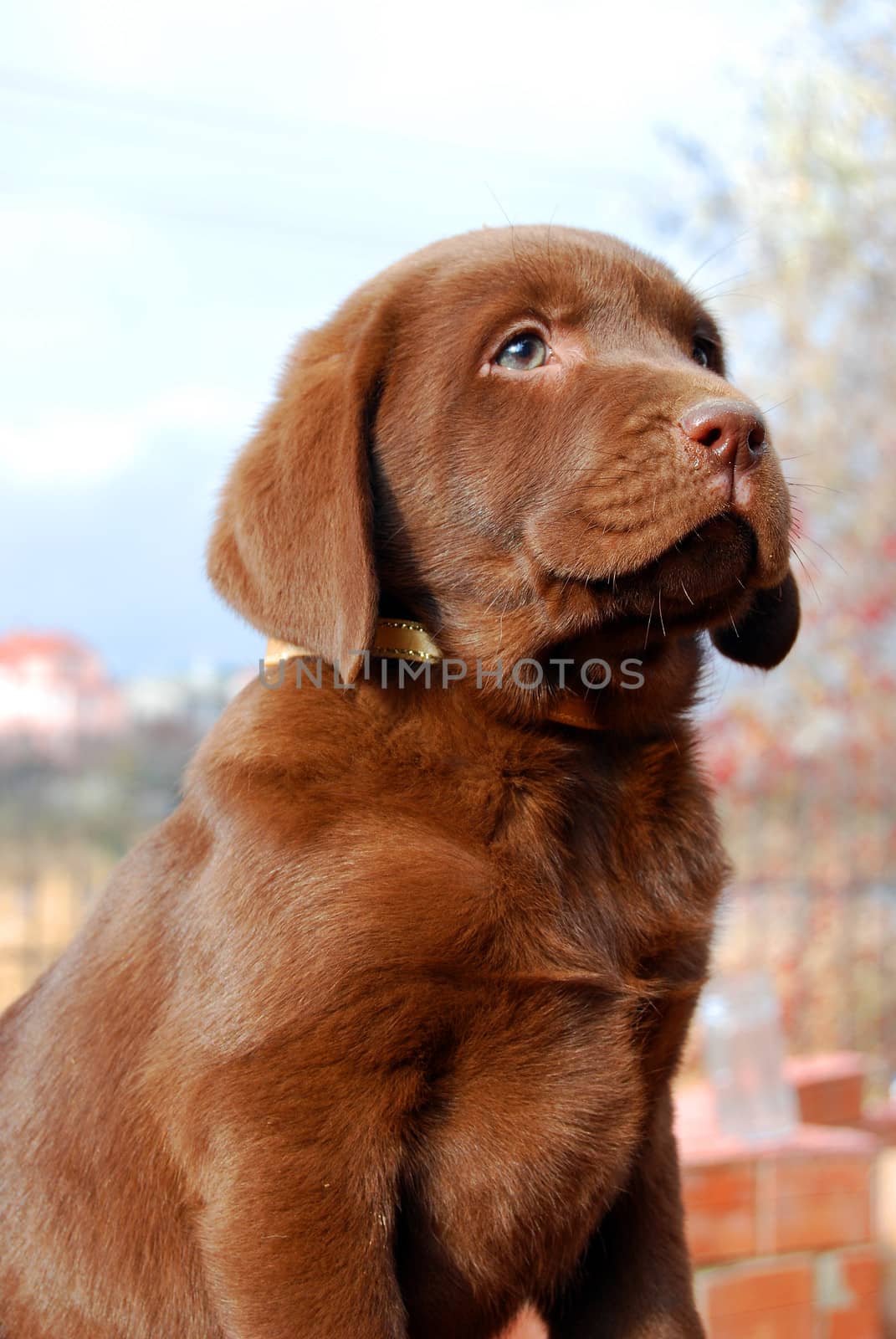 happy chocolate labrador puppy portrait close up