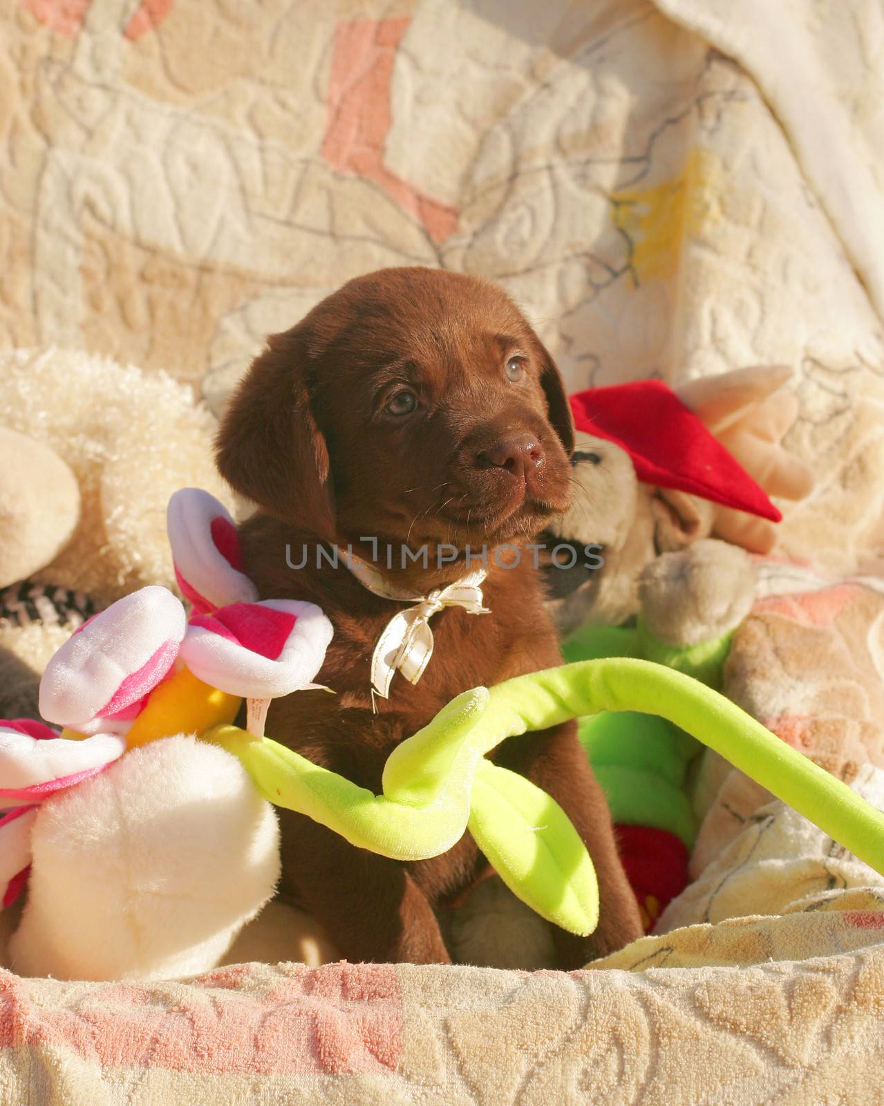 happy chocolate labrador puppy with the toys