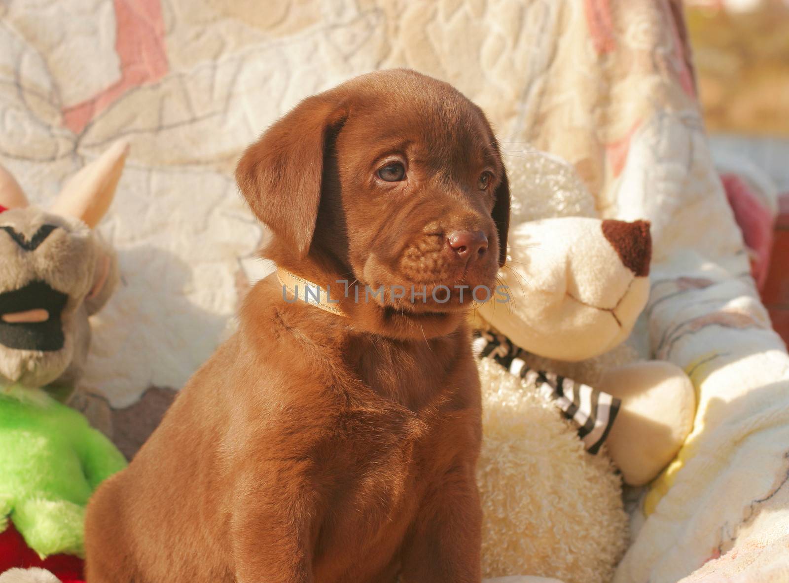 happy chocolate labrador puppy with toys