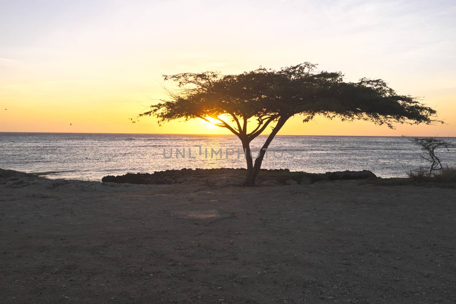 Dividivi tree on Aruba