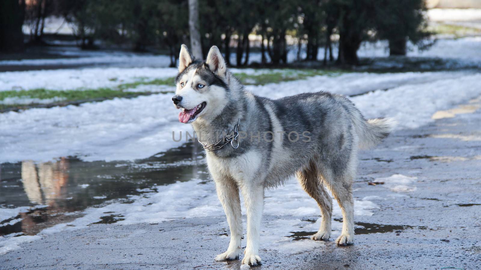 siberian husky pet dog love sexy close up blue eyes