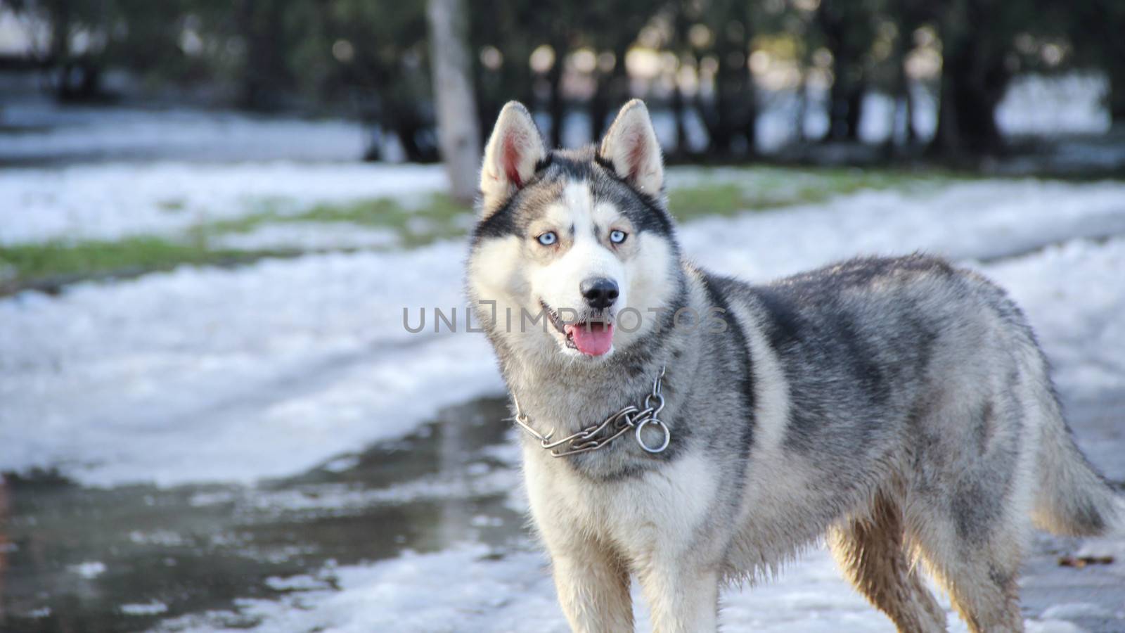 siberian husky pet dog love sexy close up blue eyes