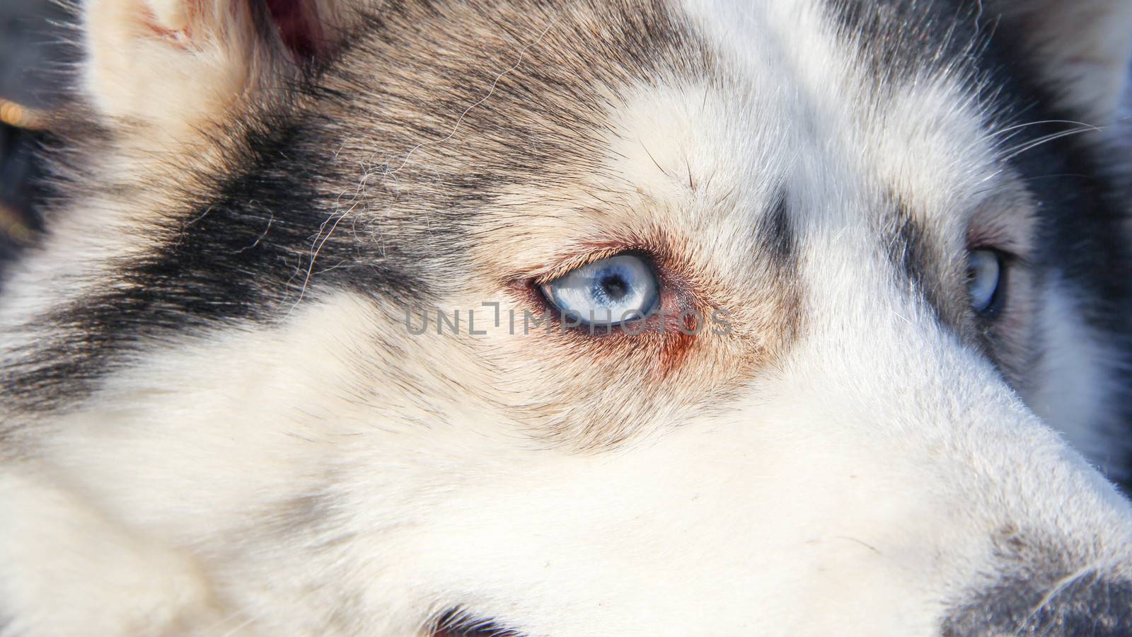 siberian husky pet dog love sexy close up blue eyes