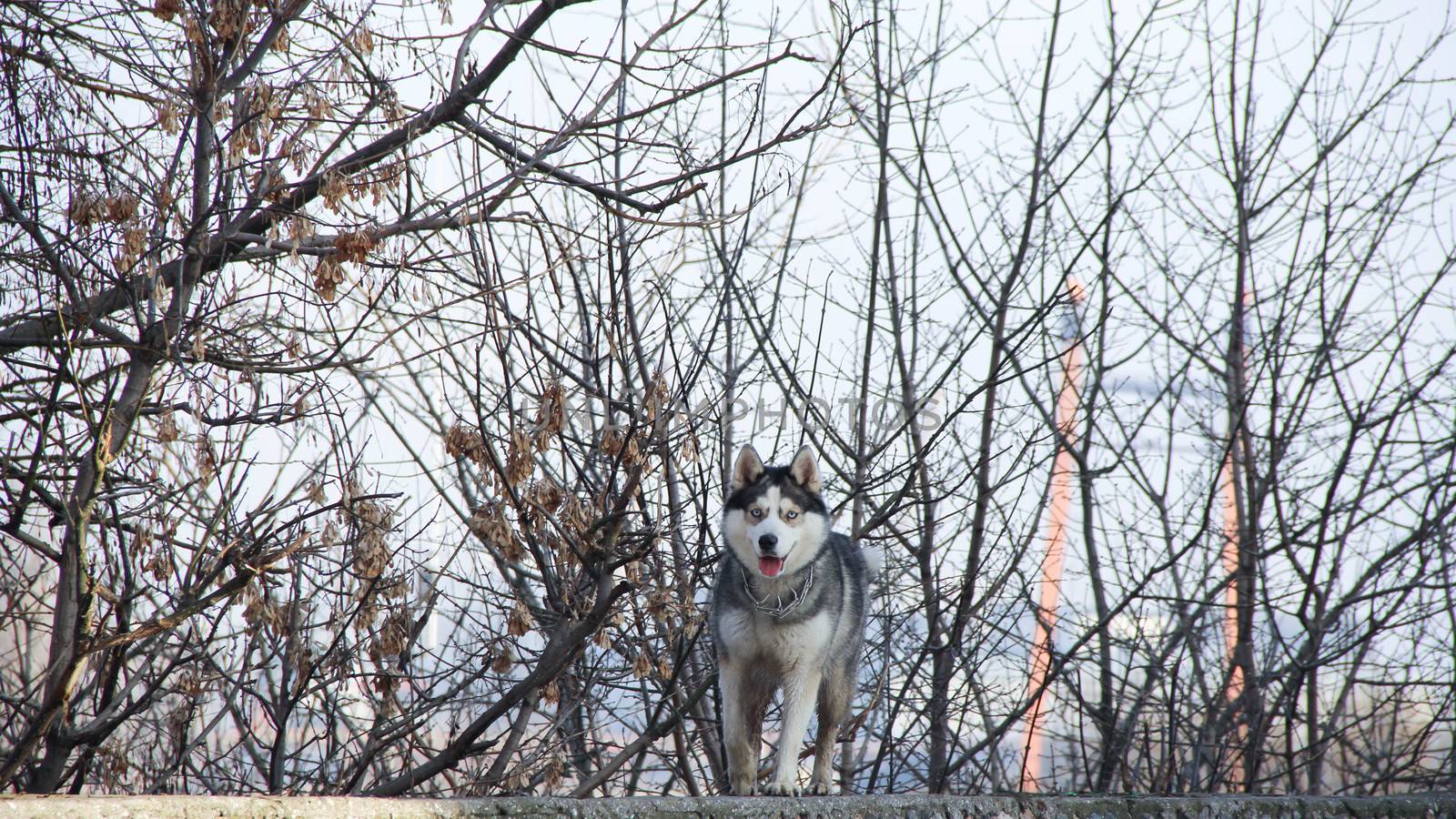 siberian husky pet dog love sexy close up blue eyes