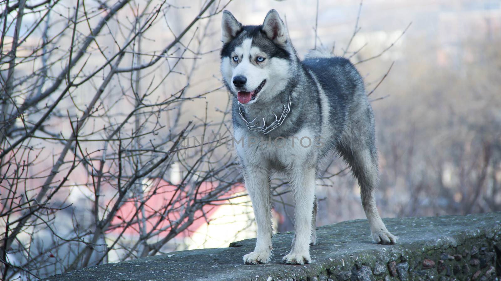 siberian husky pet dog love sexy close up blue eyes