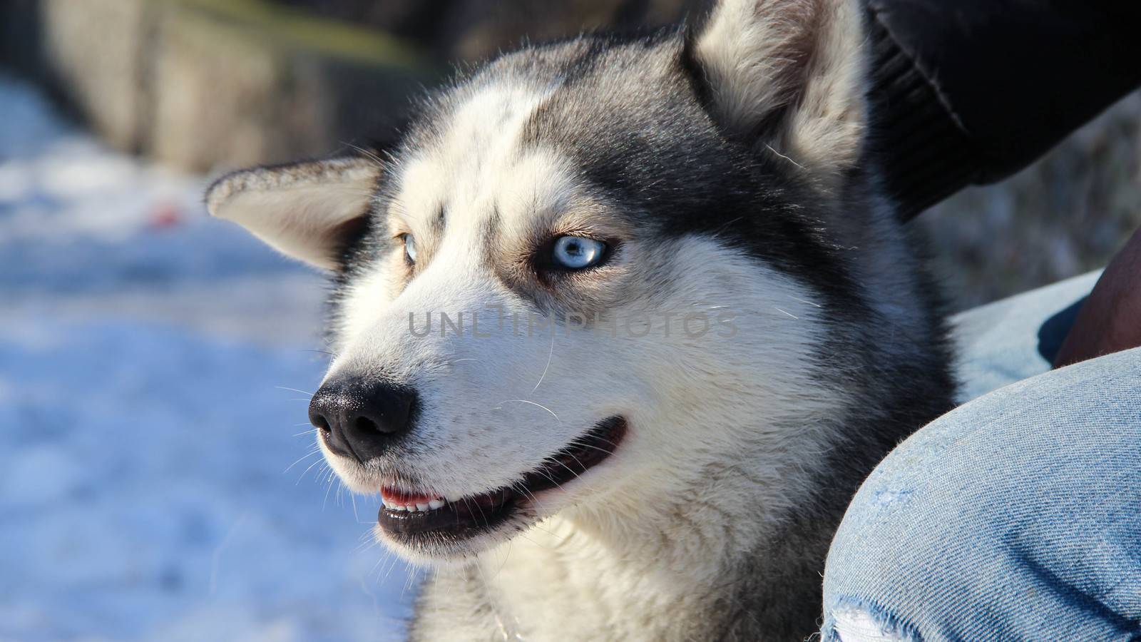 siberian husky pet dog love sexy close up blue eyes