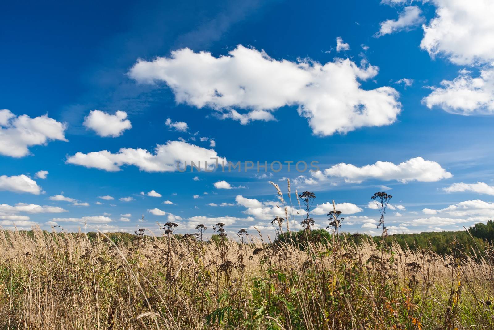 Nice landscape with summer meadow under blue sky