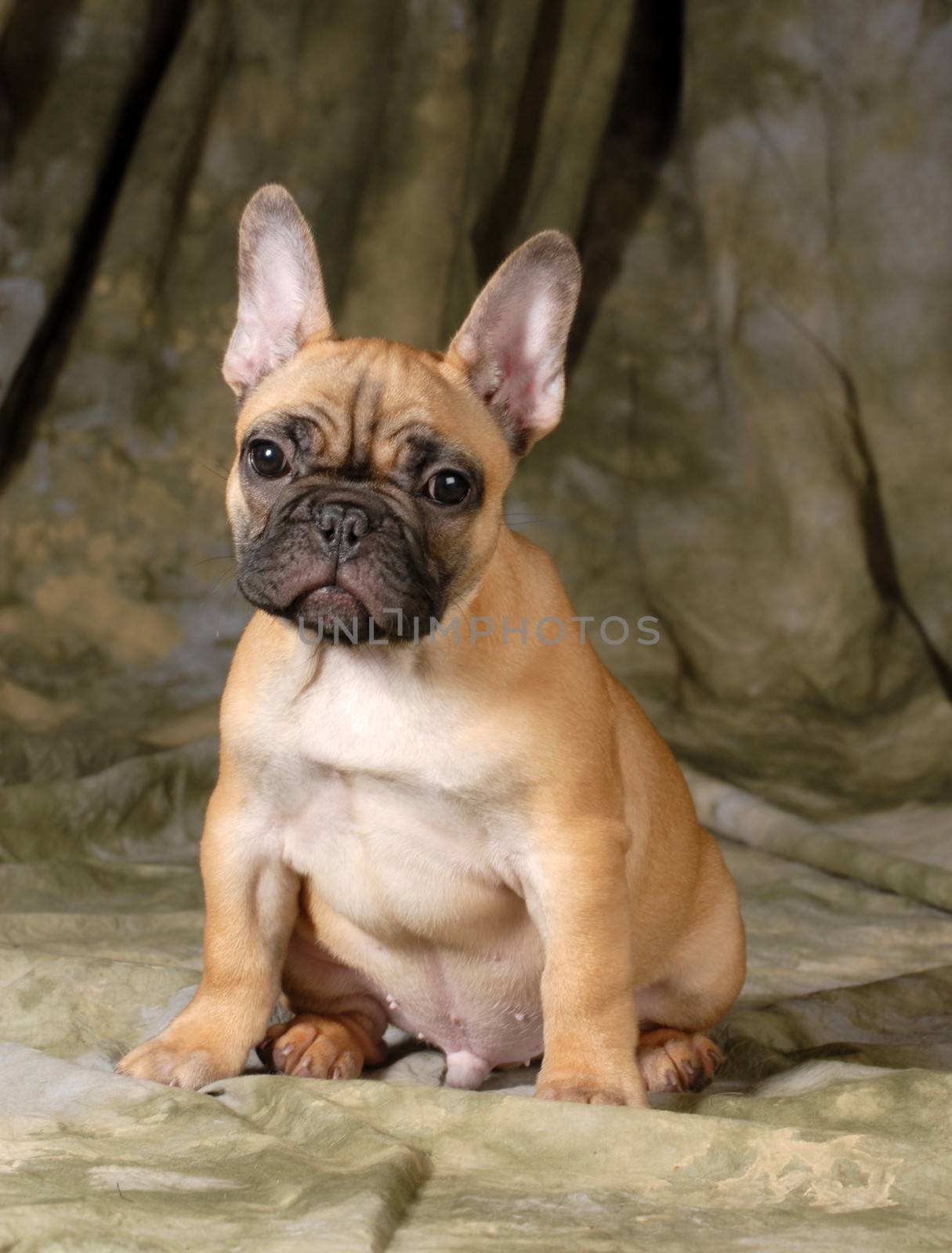 french bulldog puppy sitting looking at viewer on green background