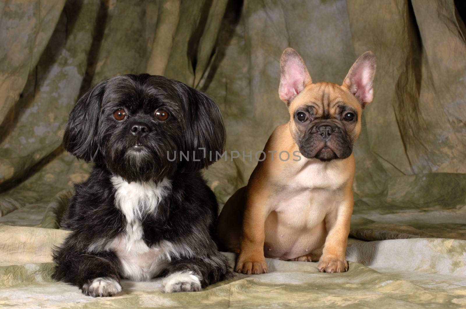 two dogs - shih tzu and french bulldog looking at viewer on green background