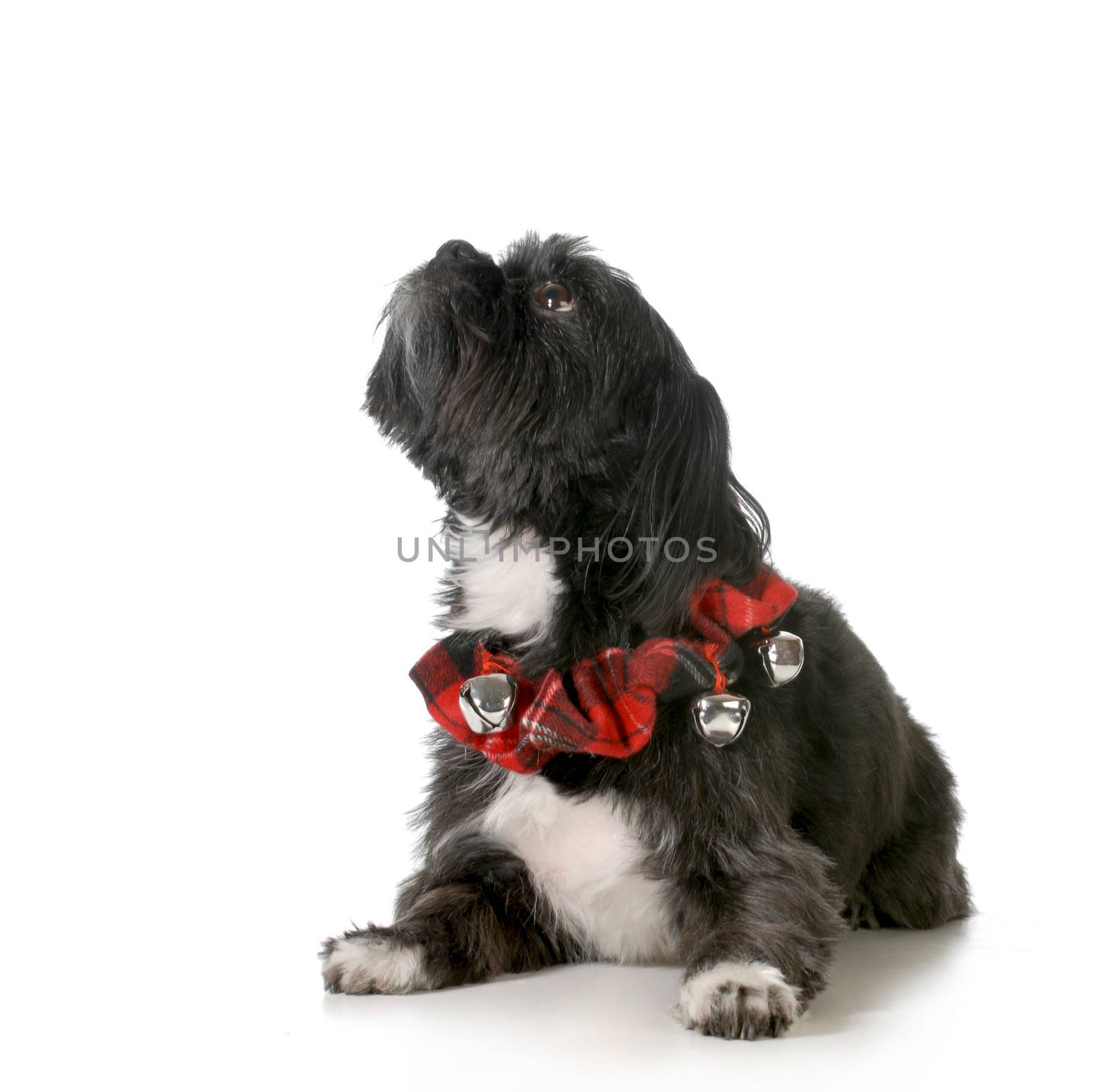 shih tzu laying down looking up - wearing plaid collar