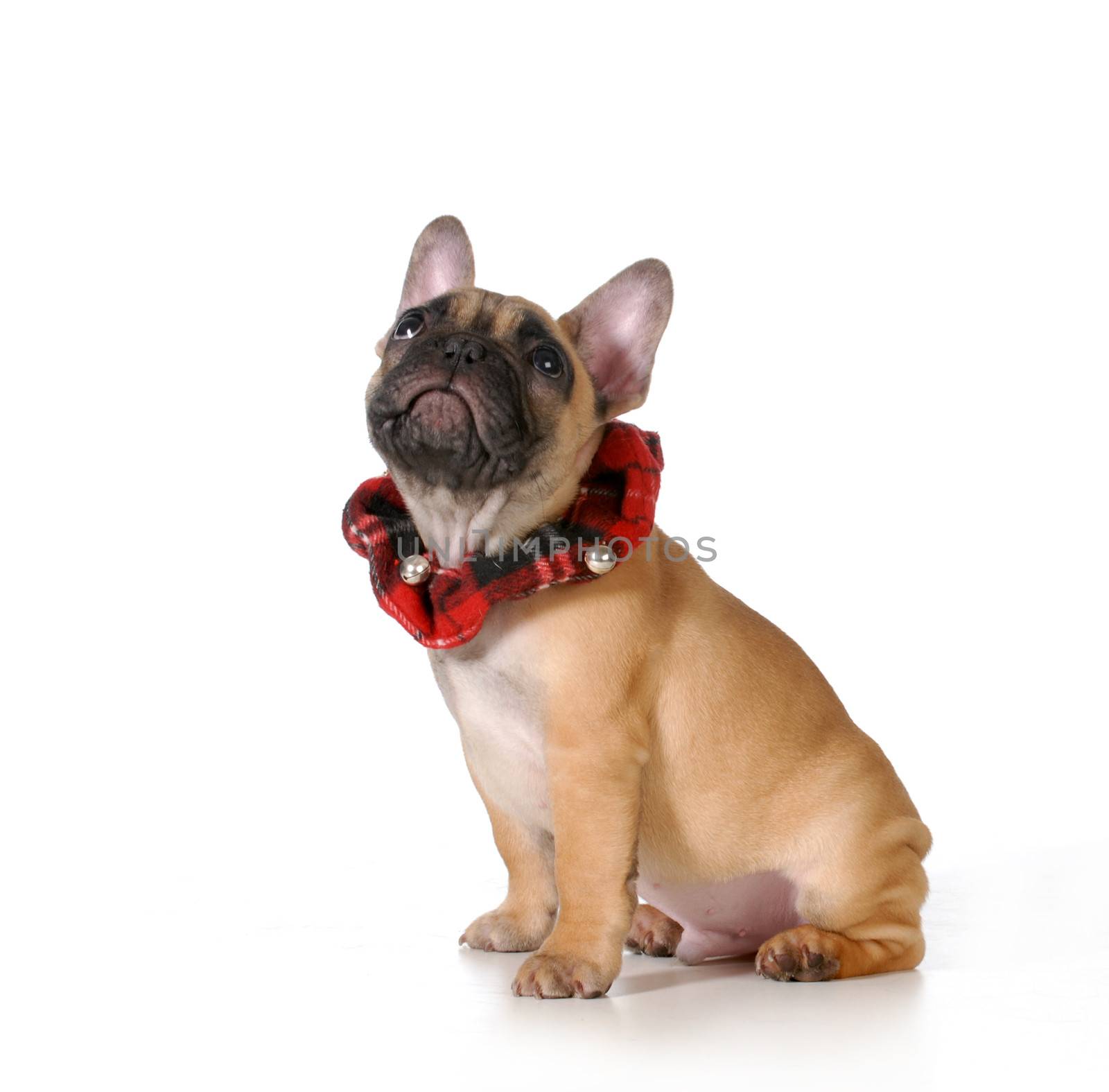 cute puppy wearing plaid collar looking up isolated on white background