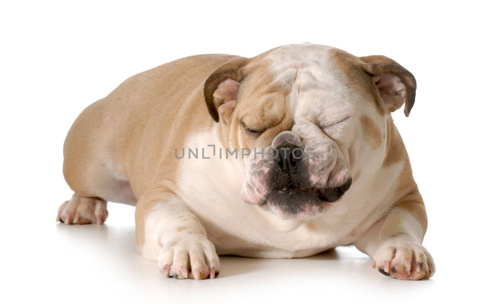 bulldog with silly expression isolated on white background