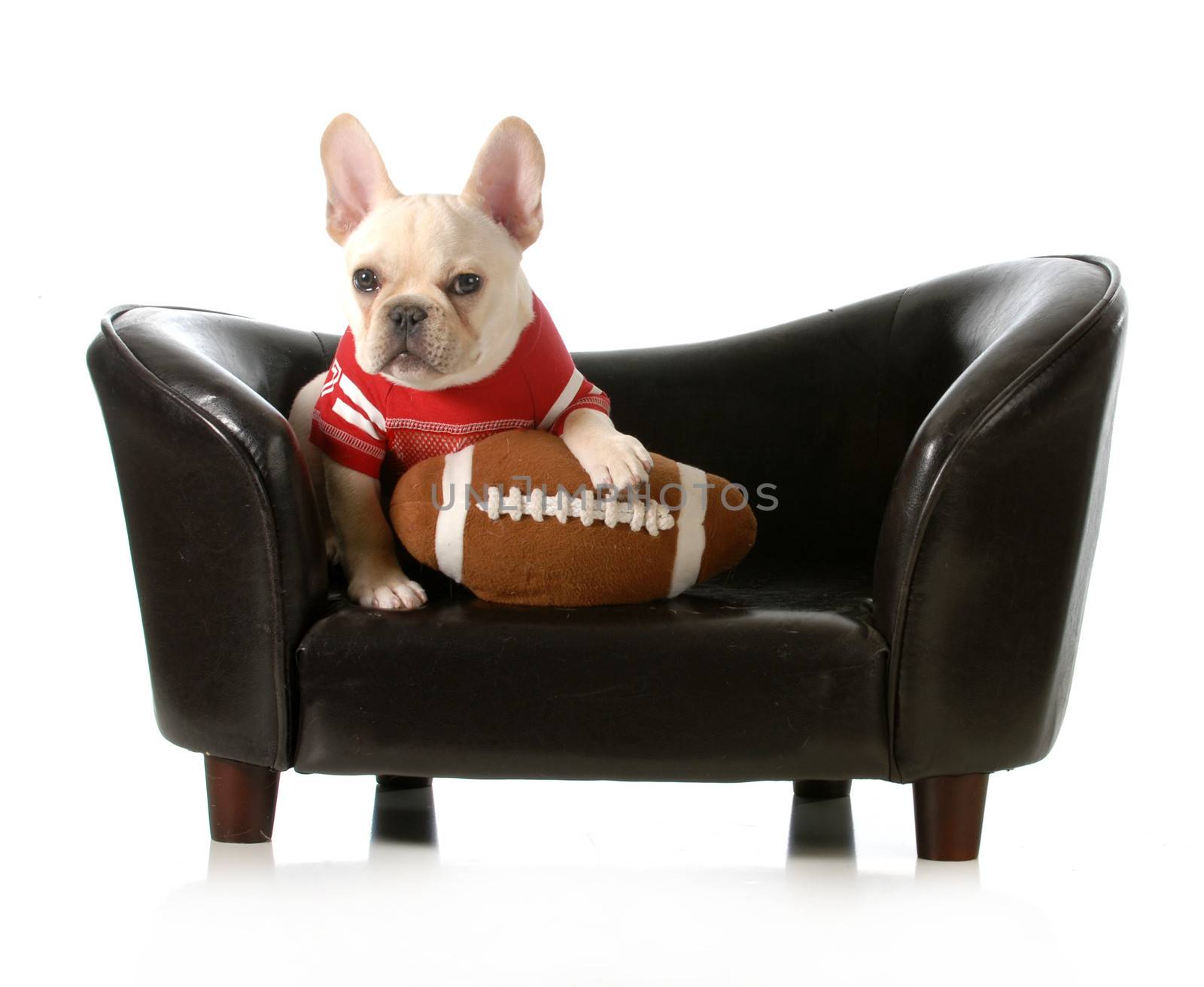 sports hound - french bulldog with stuffed football sitting on couch isolated on white background