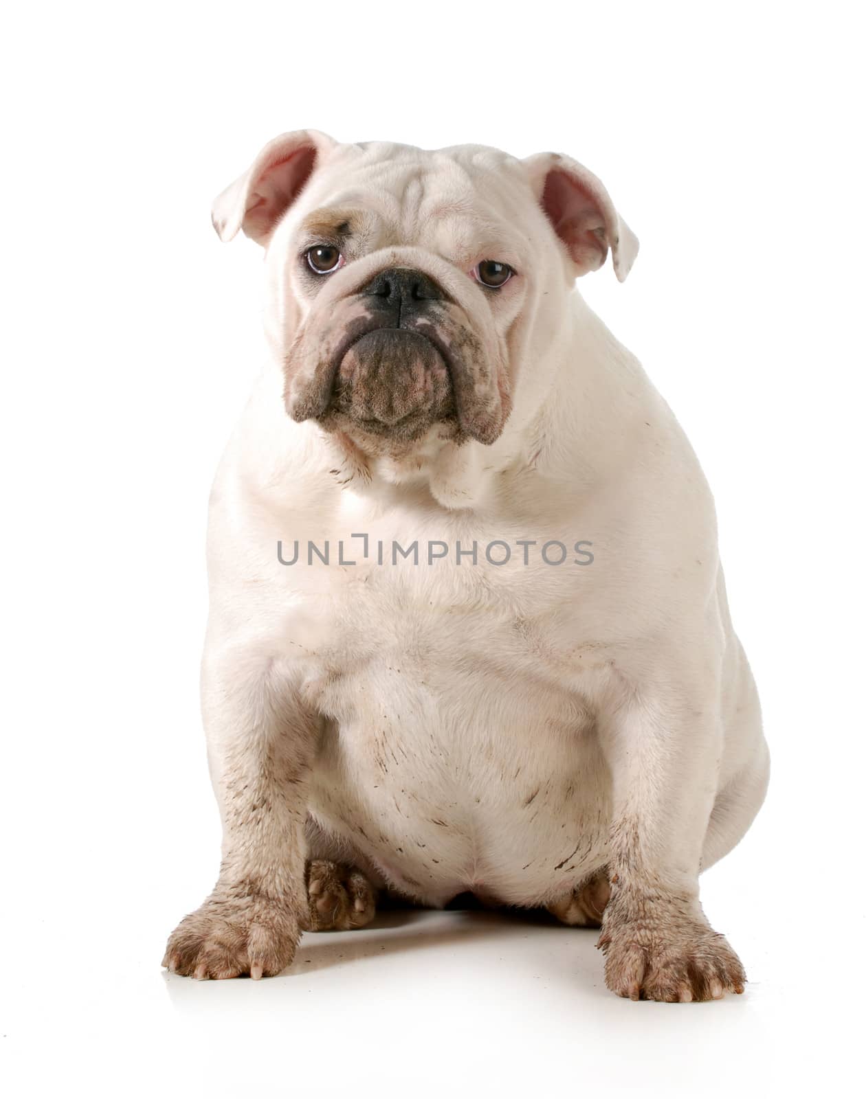 dirty dog - english bulldog looking at viewer isolated on white background