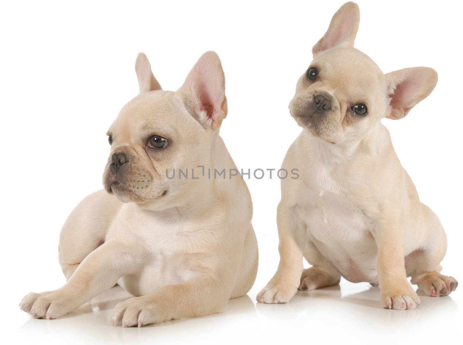 french bulldogs - two puppies isolated on white background