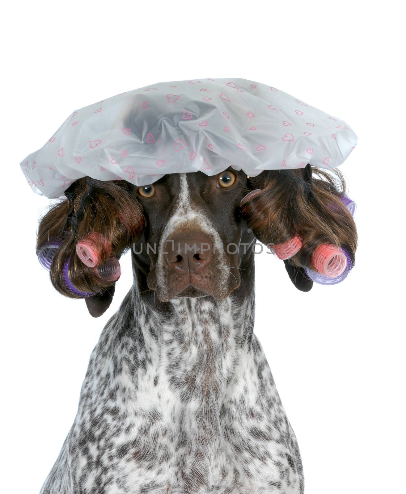 dog grooming - german shorthaired pointer wearing wig with curlers and shower cap isolated on white background