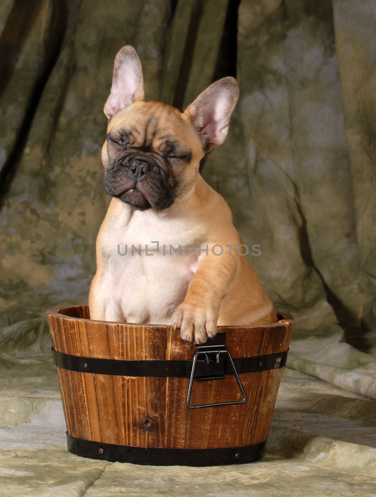 cute puppy - french bulldog puppy sitting in a wash basin 