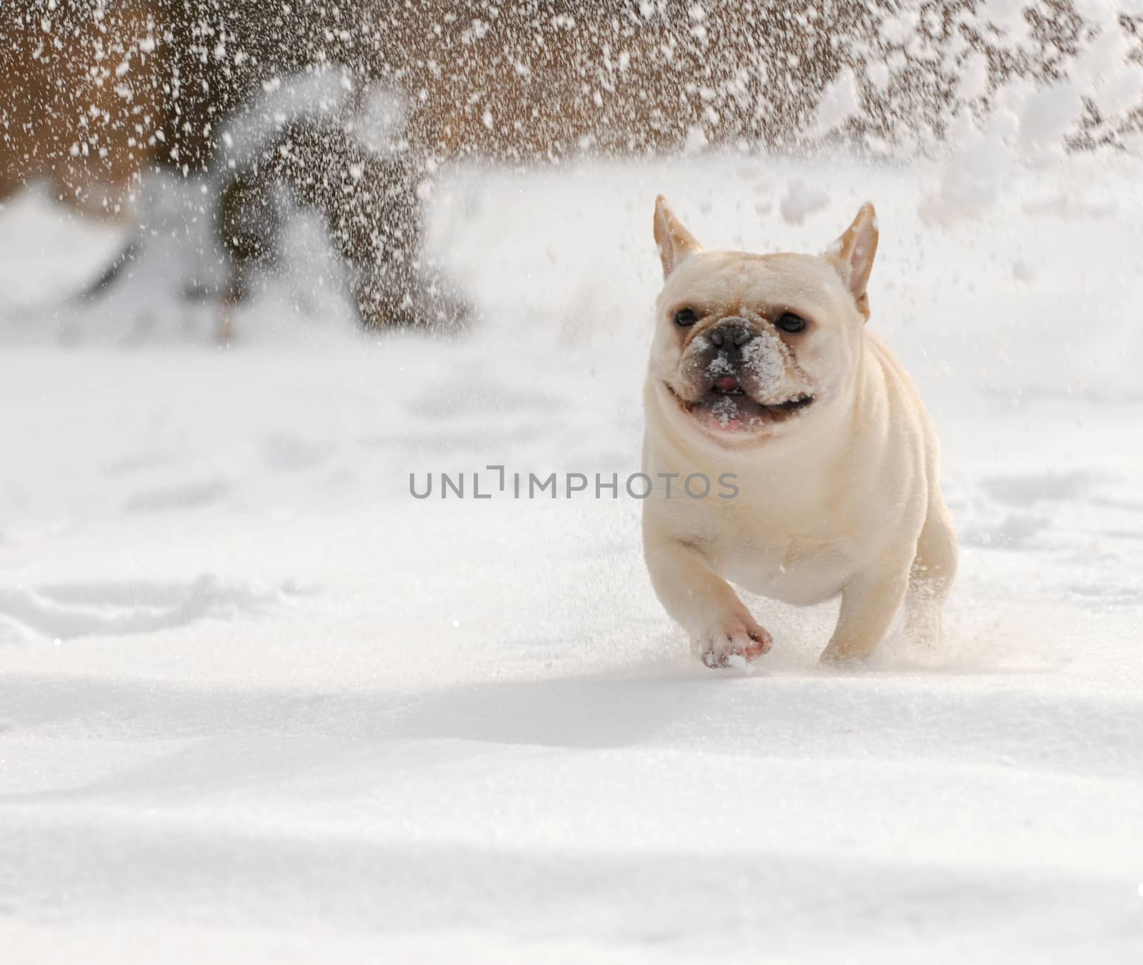 dog in winter - french bulldog out playing in the snow - male 2 years old