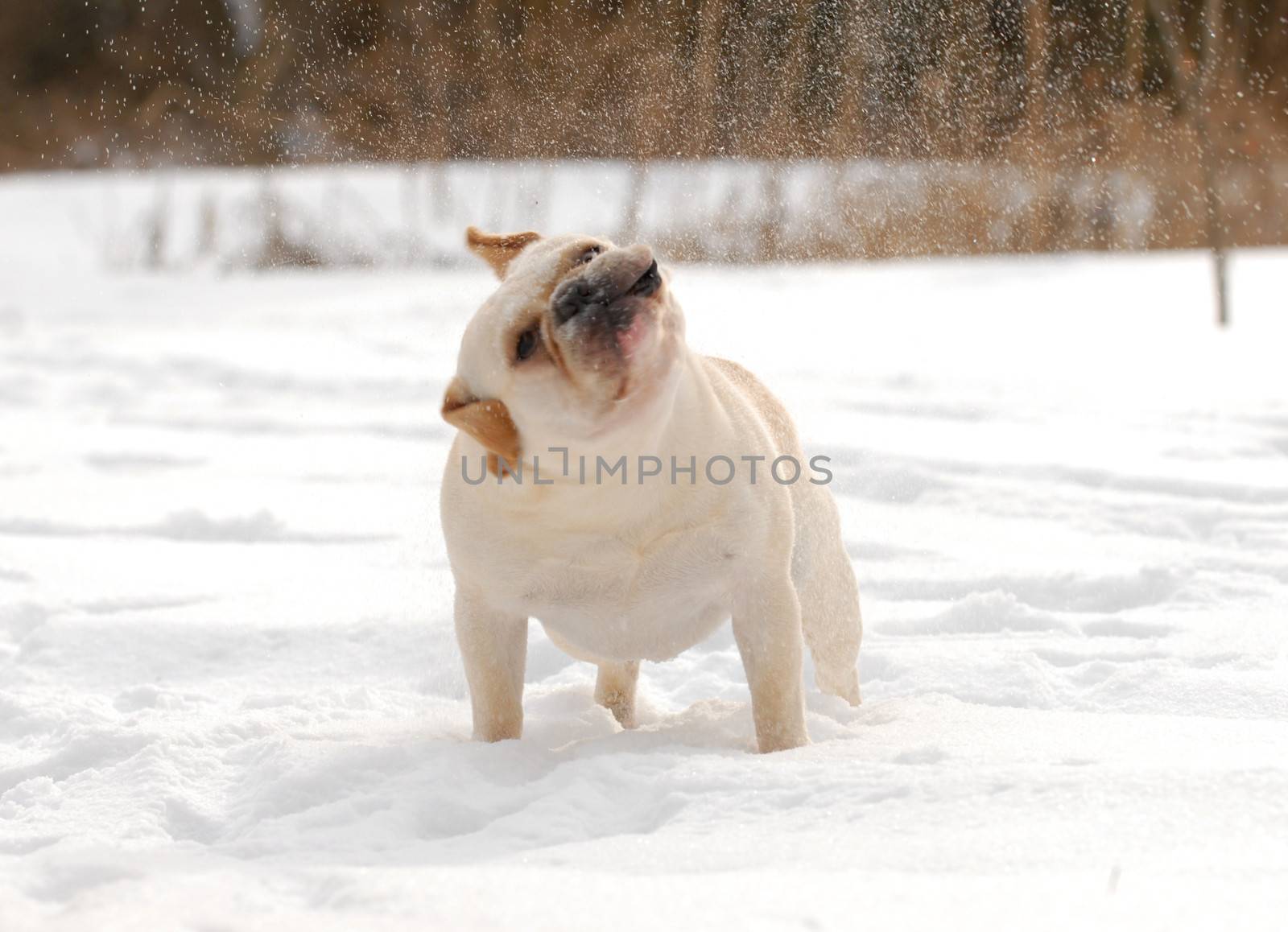 dog shaking snow off - french bulldog with funny expression while shaking head - 2 year old male