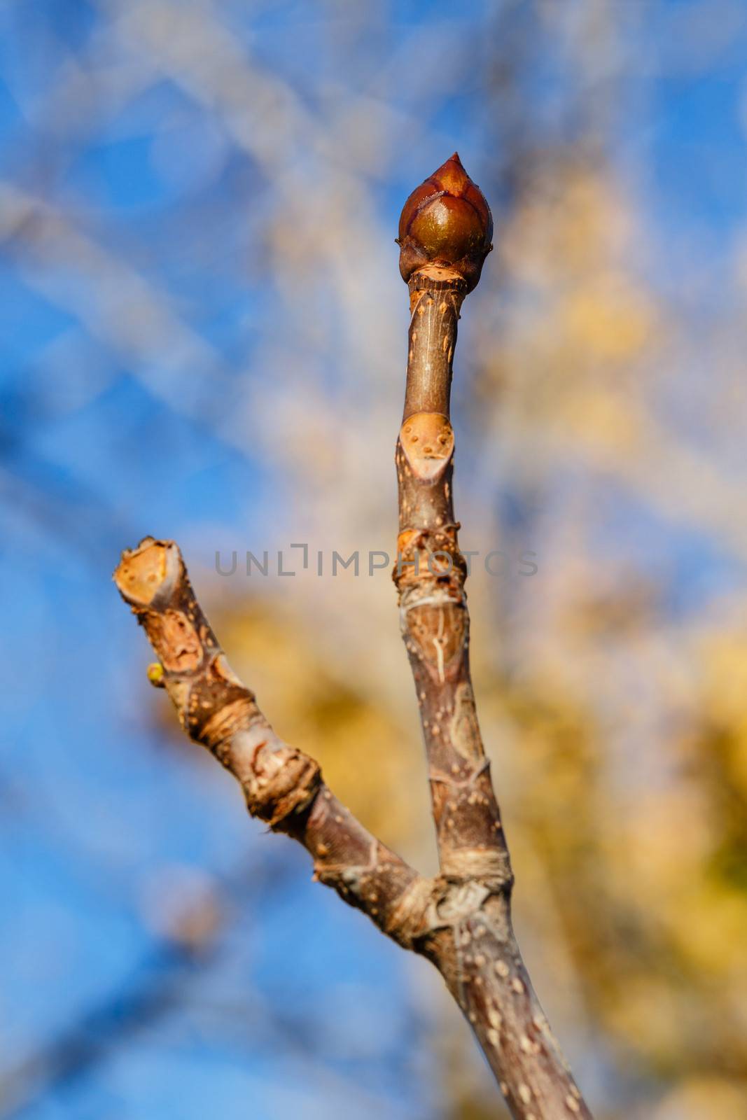 Tree bud closeup shot on a sunny afternoon on street