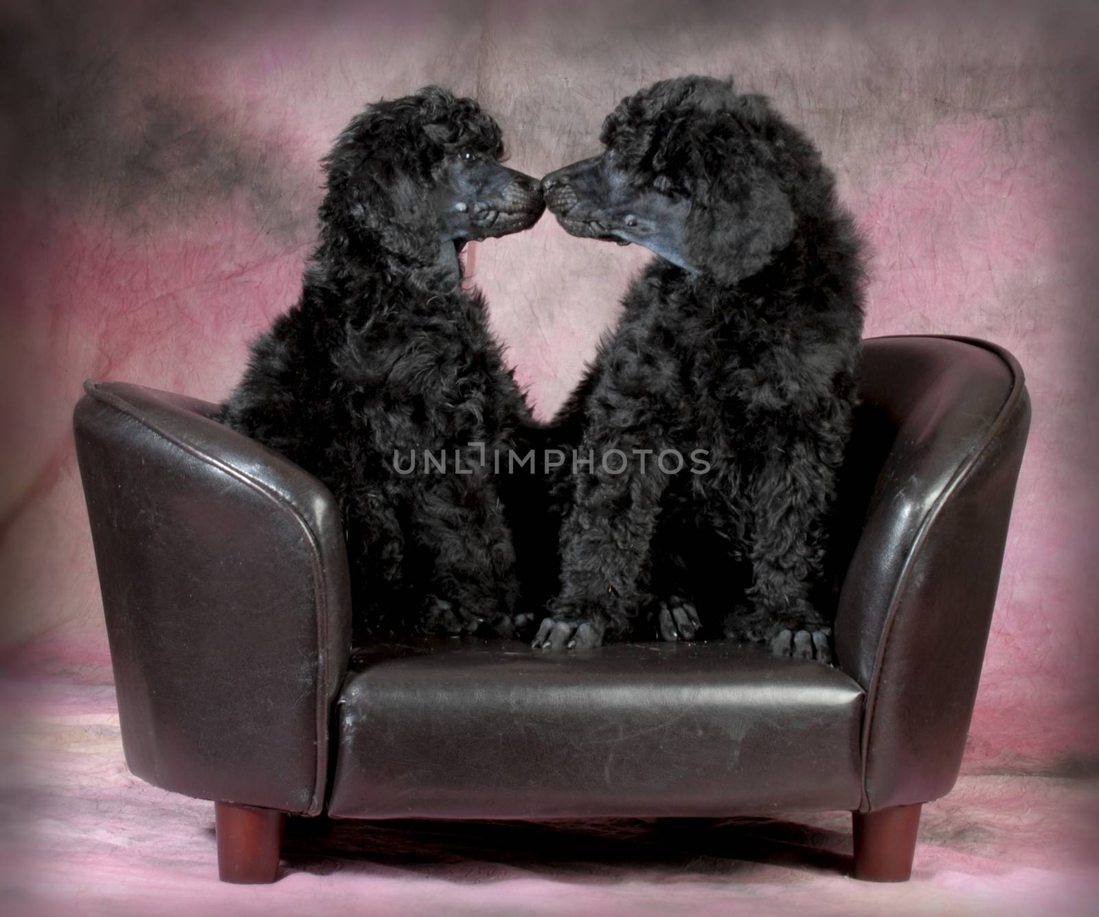 puppy love - two standard poodle puppies kissing on the couch - 8 weeks old