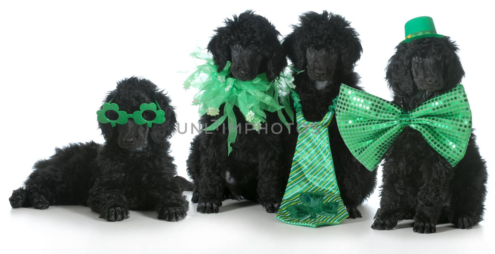 four standard poodle puppies wearing St Patricks Day costumes - 8 weeks old