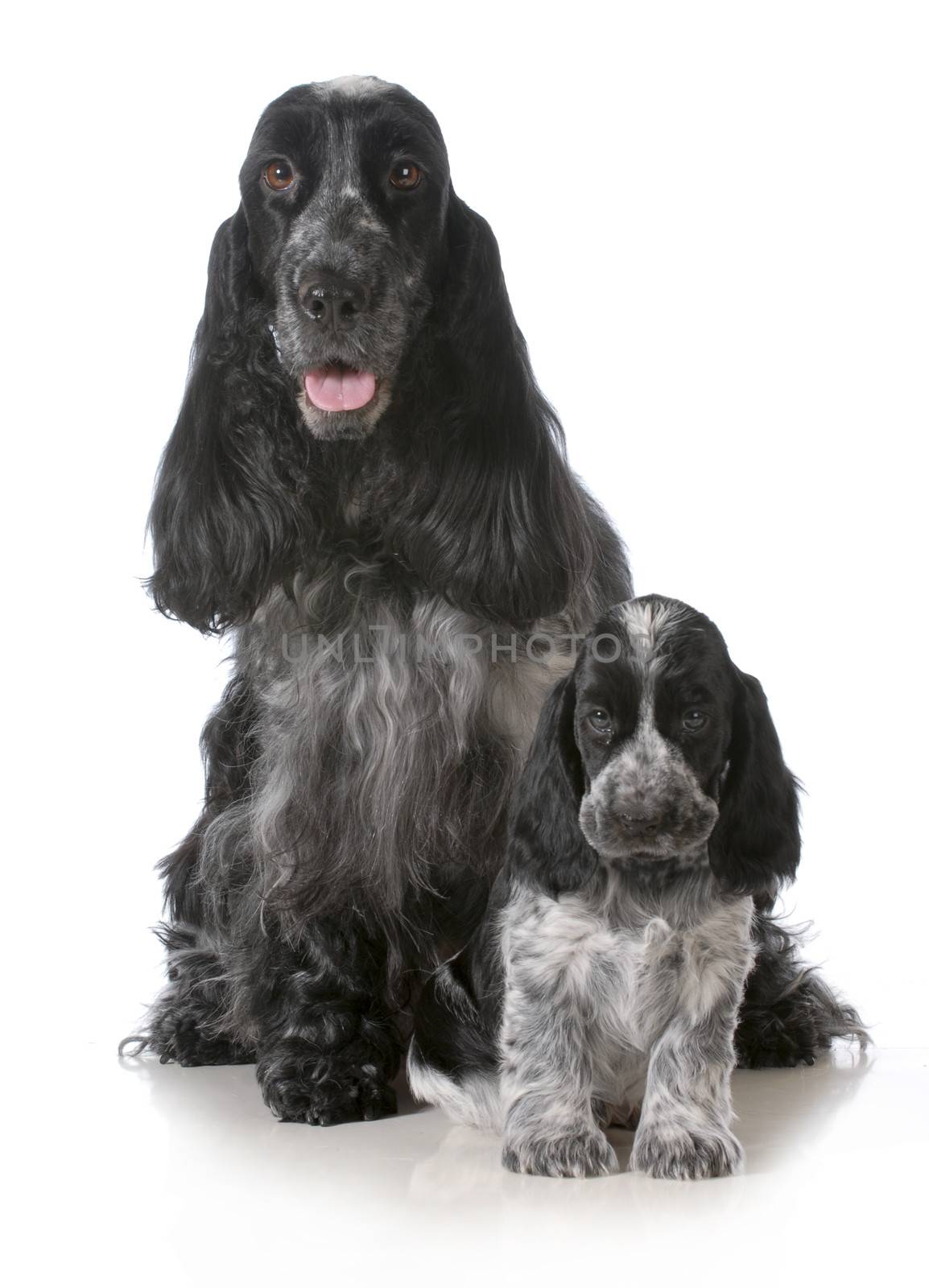 mother and puppy - english cocker spaniel mother and pup sitting looking at viewer