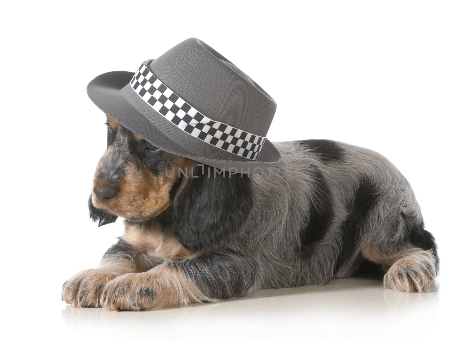 cute puppy - english cocker spaniel puppy wearing hat isolated on white background - 7 weeks old